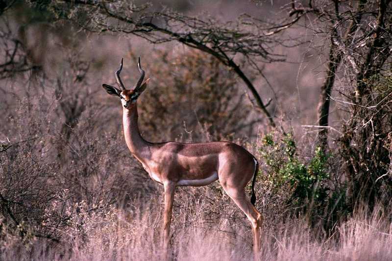 aee50330-Gerenuk antelope-standing in bush.jpg
