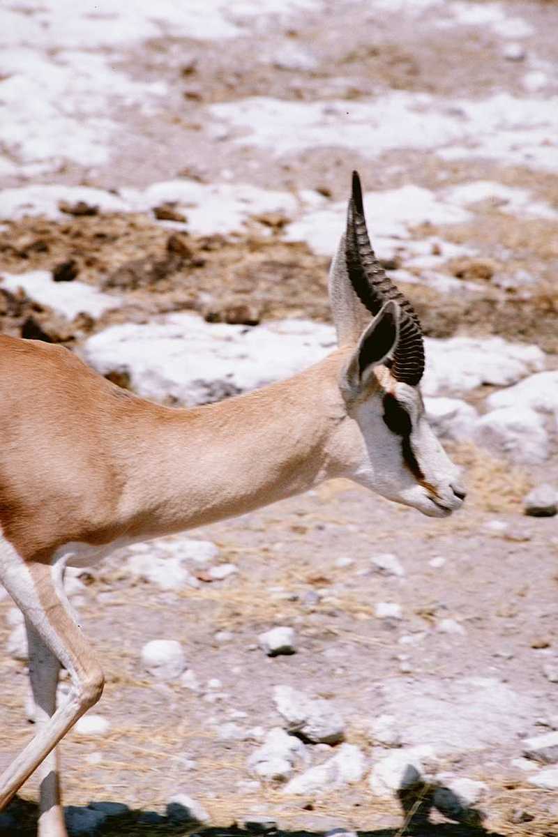 aee50334-Dama Gazelle Antelope-closeup.jpg