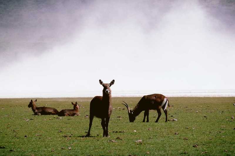 aee50337-WaterBuck herd on grassland.jpg