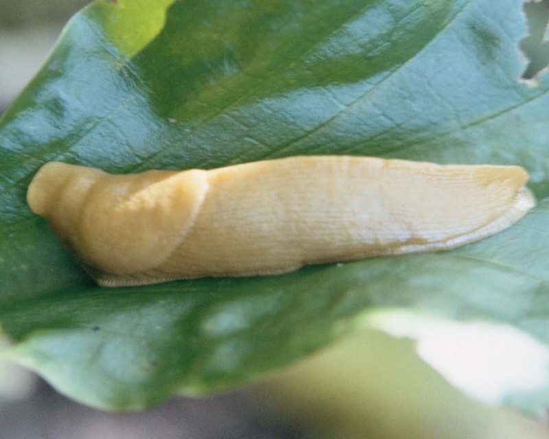 aee50356-Slug crawls on leaf.jpg