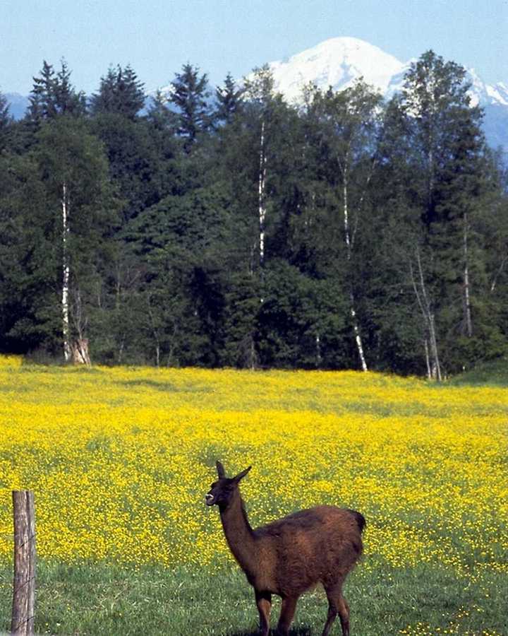 aee50364-llama-on flower field.jpg