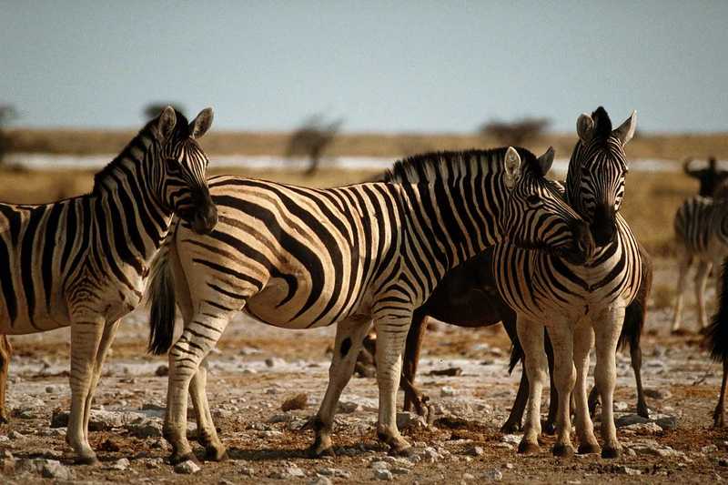 aey50035-Zebras-Herd.jpg