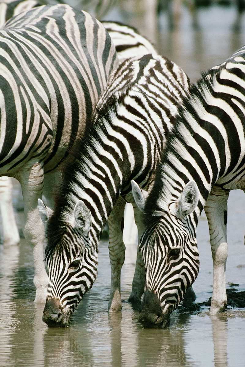aey50037-Zebras-Drinking water in swamp-Closeup.jpg