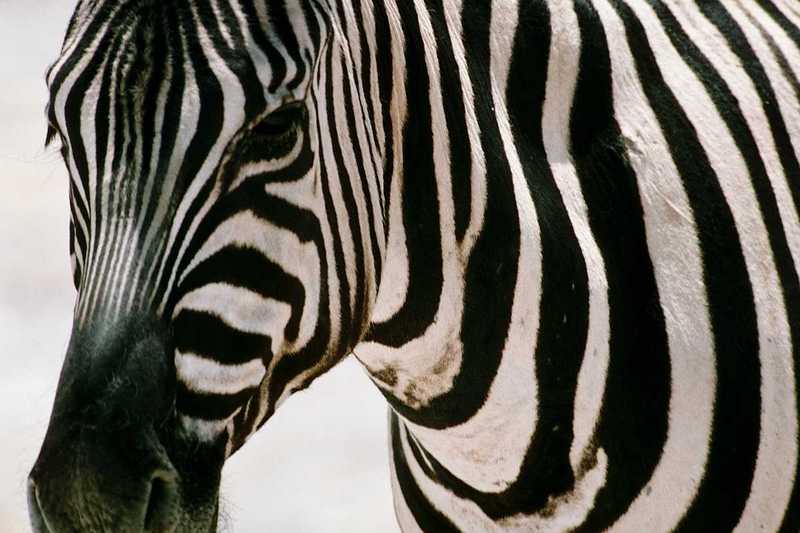 aey50038-Zebra-Face closeup.jpg