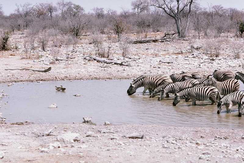 aey50040-Zebras-Herd drinking water in swamp.jpg