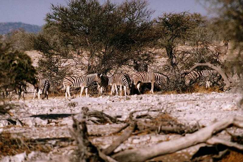 aey50041-Zebras-Herd in bush-Dinner.jpg