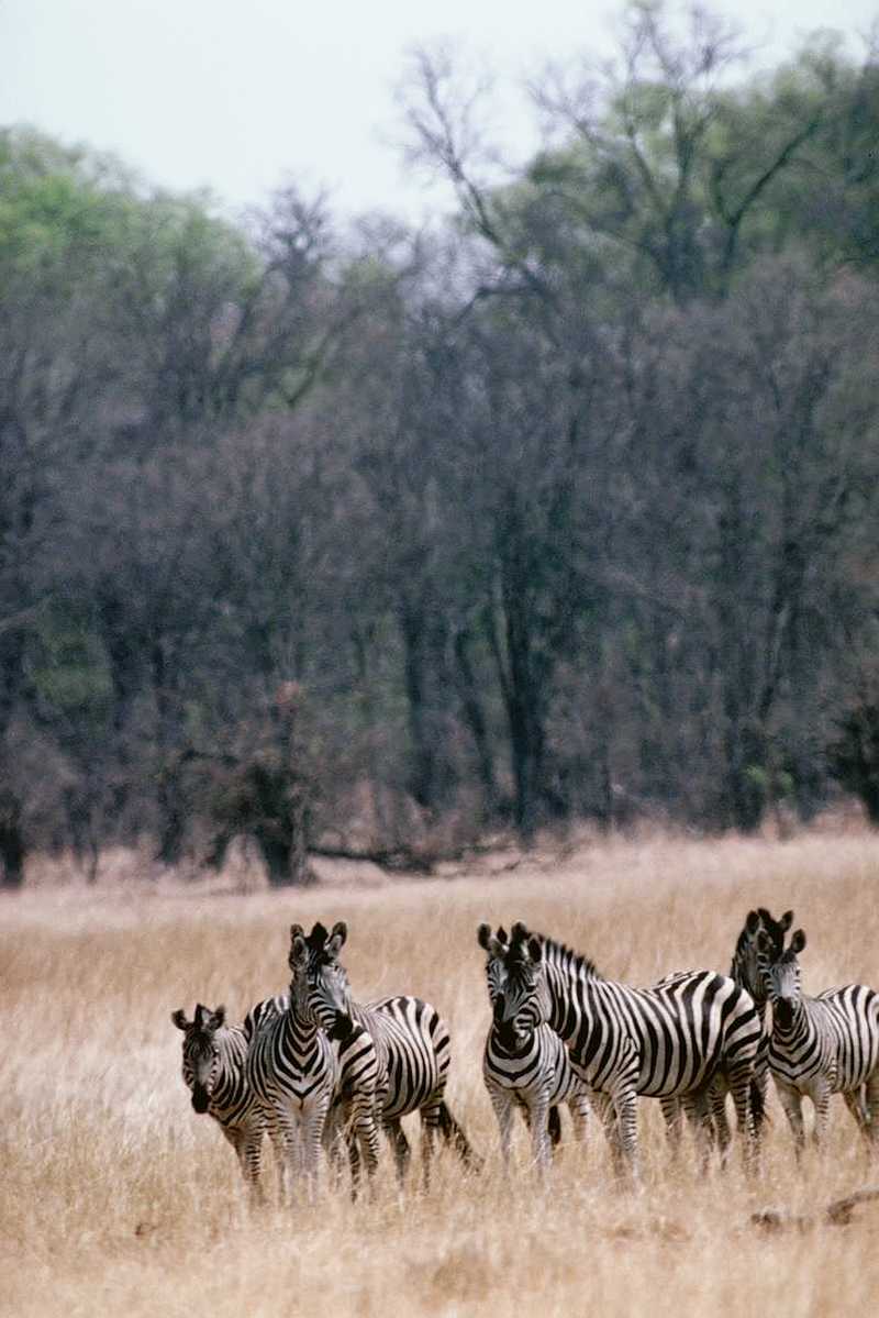 aey50042-Zebras-Herd on yellow plain.jpg