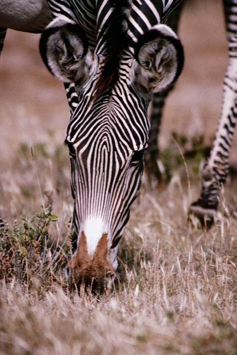aey50044-Zebra-Eating grass-FaceCloseup.jpg