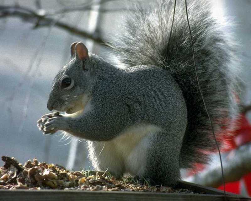 aey50045-GraySquirrel-Eating nut.jpg