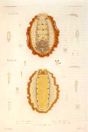 afb50011-Nudibranches-UnderView-Illustration.jpg