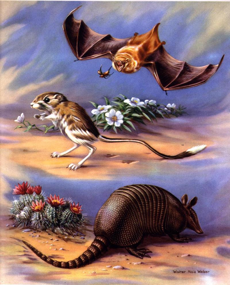 afb50026-Armadillo Jerboa n GoldenBat-Illustration.jpg