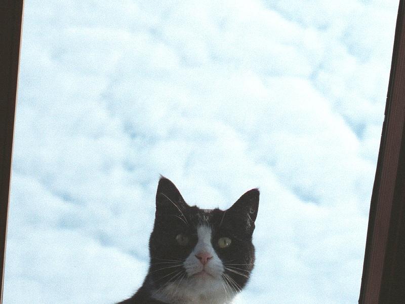 as01p011-House Cat-face-and sky-by Sonrisa.jpg