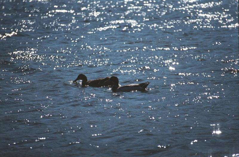 as01p012-Mallard Ducks-pair on water-by Sonrisa.jpg