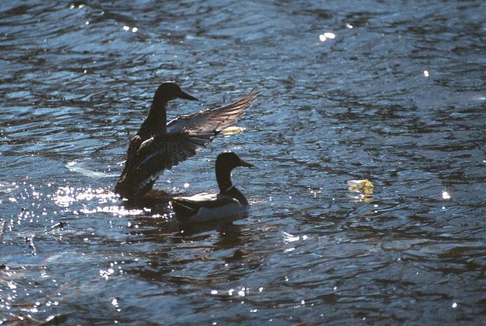 as01p013-Mallard Ducks-pair on water-by Sonrisa.jpg