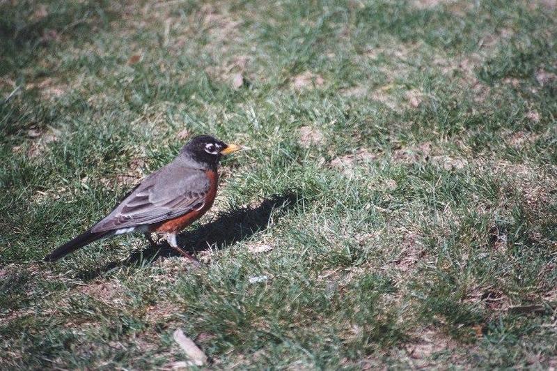 as01p015-American Robin-on grass-by Sonrisa.jpg