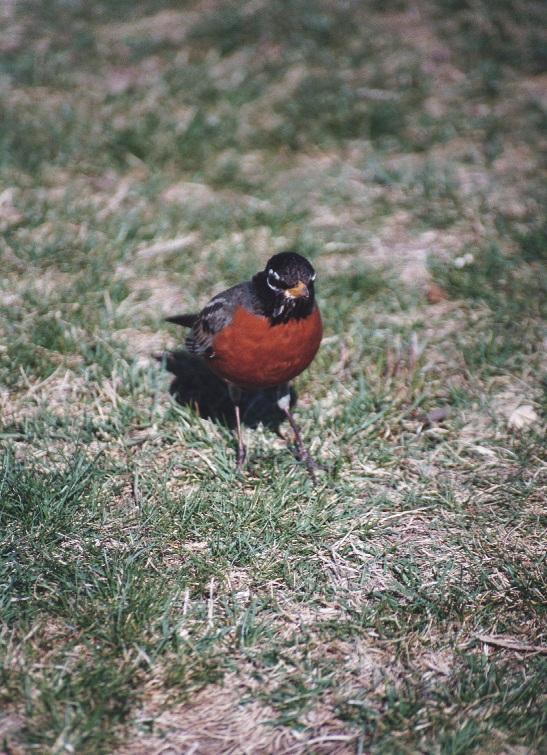 as01p016-American Robin-on grass-by Sonrisa.jpg