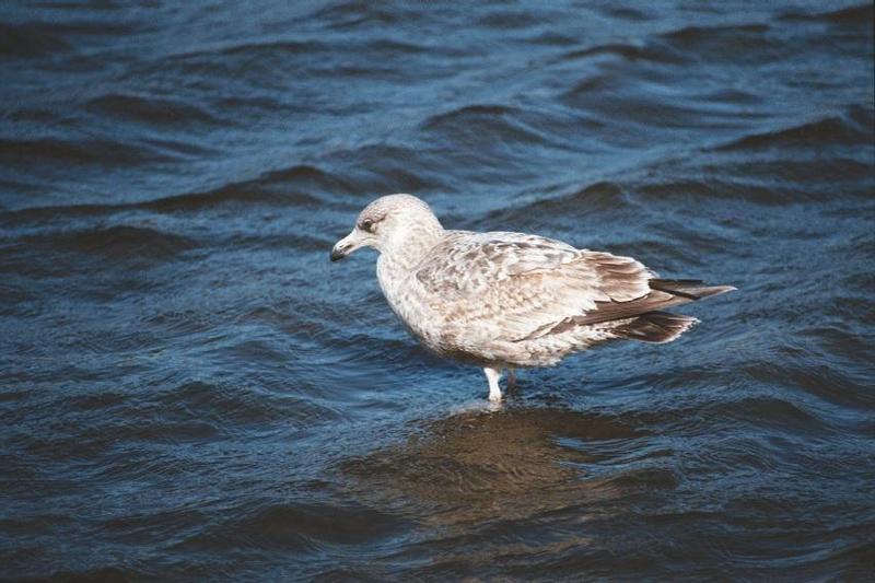 as01p018-Ring-billed Gull-first winter plumage-by Sonrisa.jpg