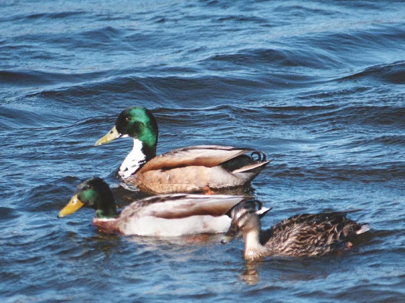as01p019-Mallard Ducks-trio on water-by Sonrisa.jpg