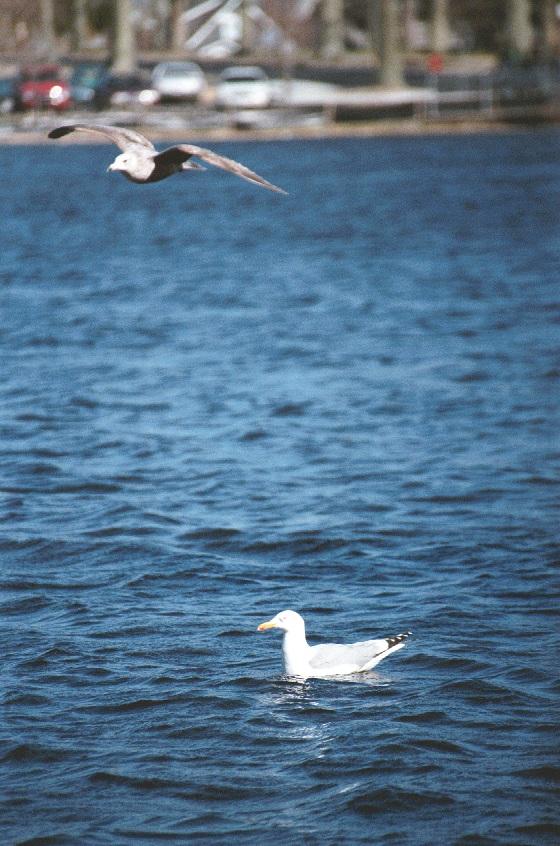 as01p021-Ring-billed Gull juvenile-and-Herring Gull-by Sonrisa.jpg