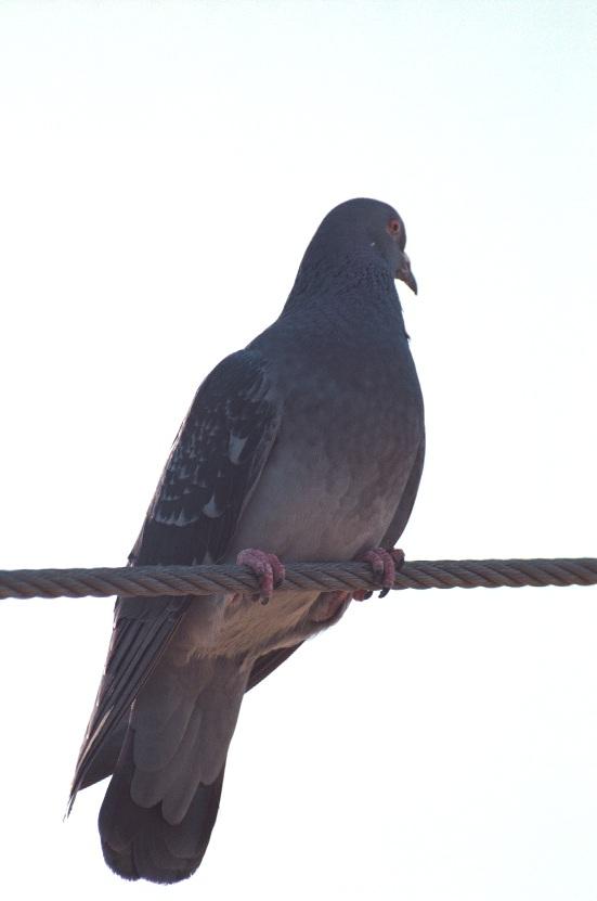 as01p024-Feral Pigeon-on rope-by Sonrisa.jpg