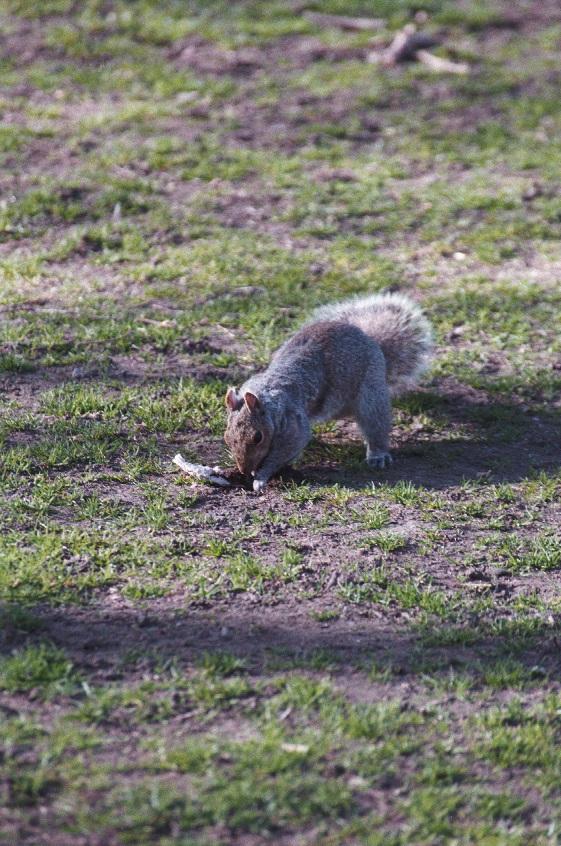 as01p026-American Gray Squirrel-digging hole-by Sonrisa.jpg
