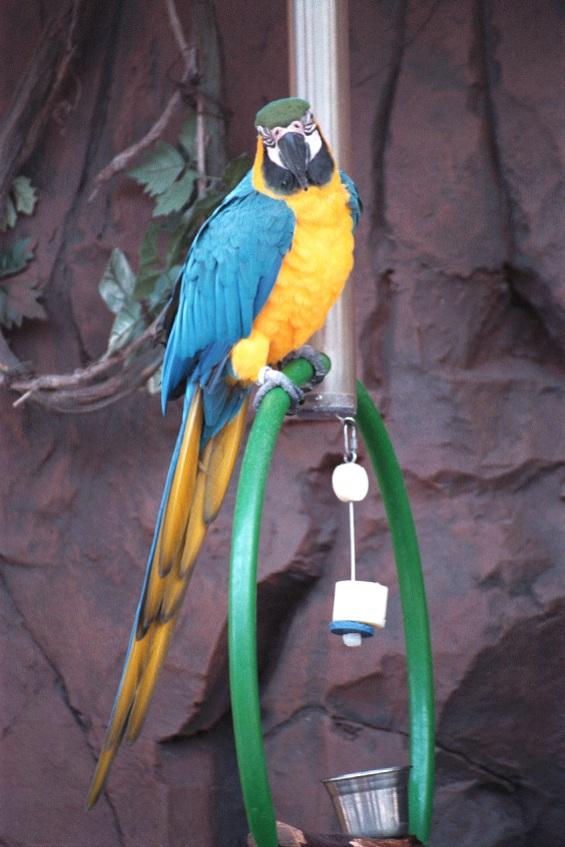 as01p028-Blue-and-gold Macaw-by Sonrisa.jpg