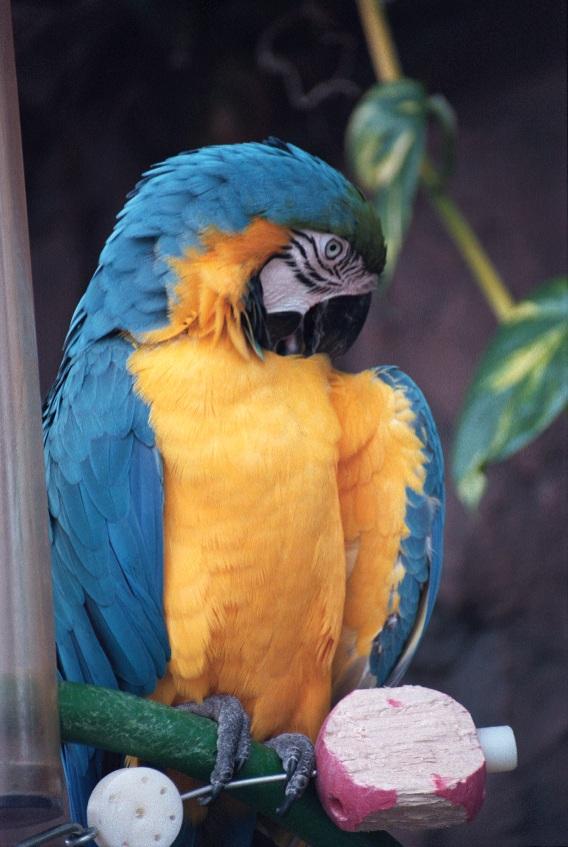 as01p029-Blue-and-gold Macaw-by Sonrisa.jpg