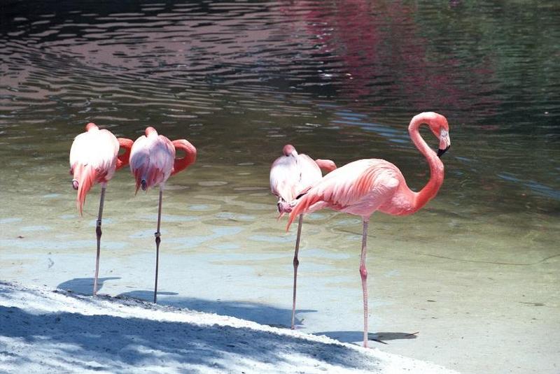 as01p037-Flamingos-on the coast-by Sonrisa.jpg