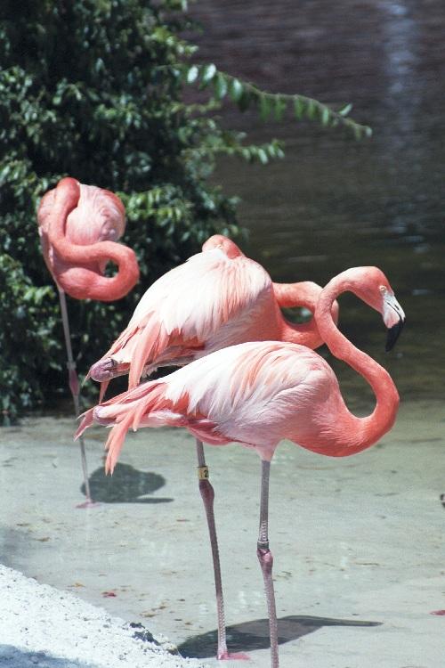 as01p038-Flamingos-closeup-by Sonrisa.jpg