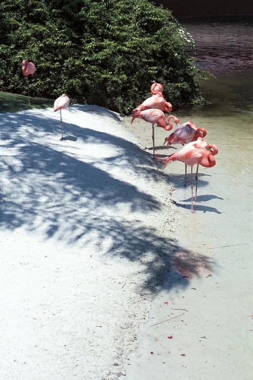 as01p039-Flamingos-on the coast-by Sonrisa.jpg