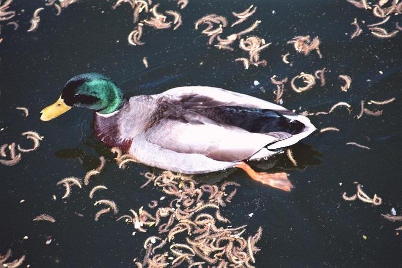 as01p045-Mallard Duck-on water-by Sonrisa.jpg