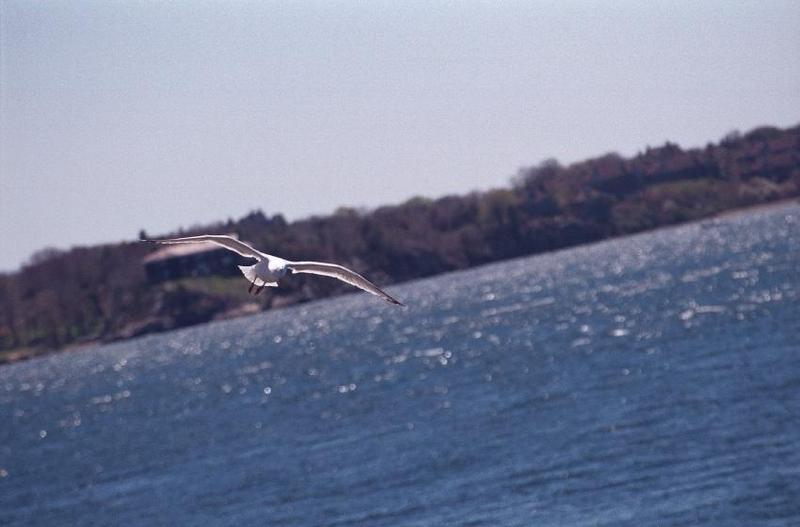 as01p046-Unidentified Seagull-in flight-by Sonrisa.jpg
