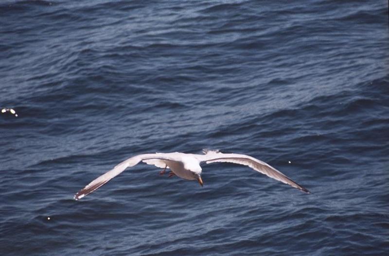 as01p047-Unidentified Seagull-in flight-by Sonrisa.jpg