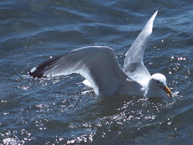 as01p048-Ring-billed Gull-on water-by Sonrisa.jpg