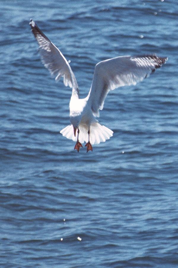 as01p049-Ring-billed Gull-in flight-by Sonrisa.jpg