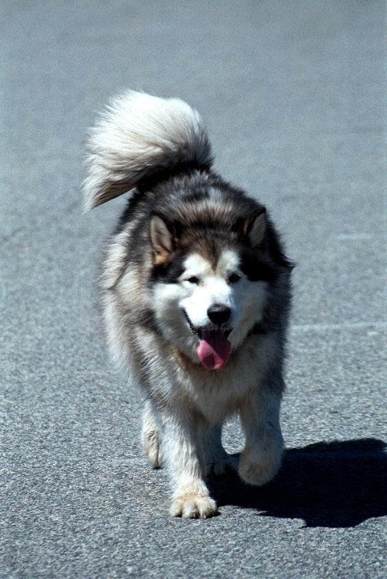 as01p053-Alaskan Malamute-dog runs-by Sonrisa.jpg