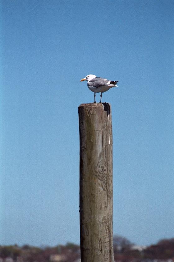 as01p054-Ring-billed Gull-on post-by Sonrisa.jpg