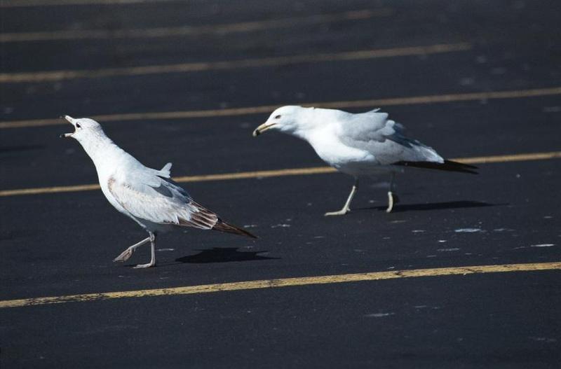 as01p061-Ring-billed Gulls-pair on road-by Sonrisa.jpg