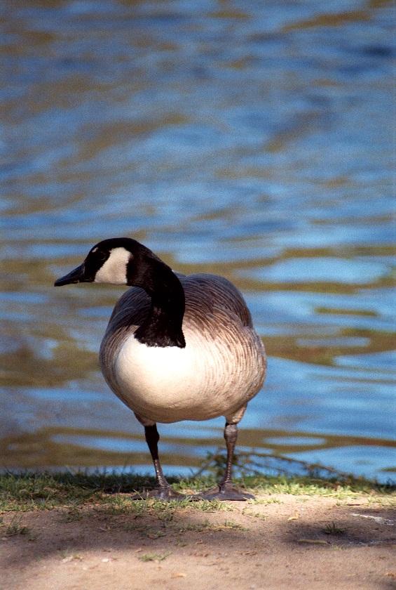 as01p062-Canada Goose-on grass-by Sonrisa.jpg