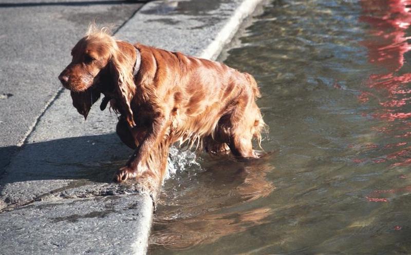 as01p070-Cocker Spaniel-dog out of water-by Sonrisa.jpg