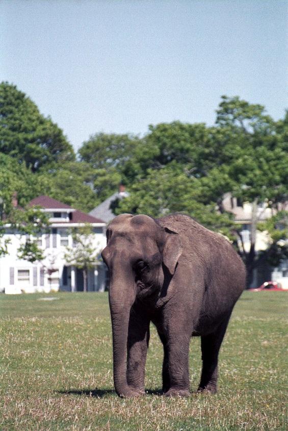 as01p073-Asian Elephant-on grass-by Sonrisa.jpg