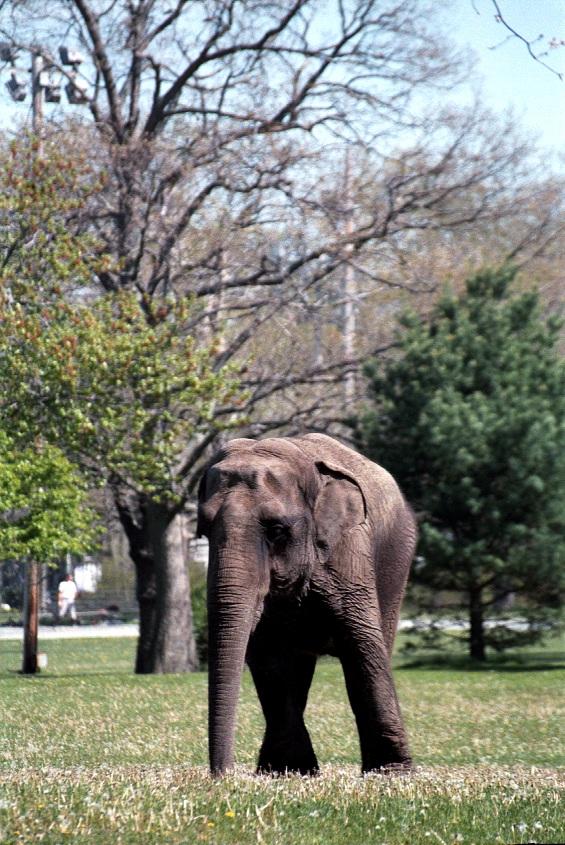 as01p074-Asian Elephant-on grass-by Sonrisa.jpg