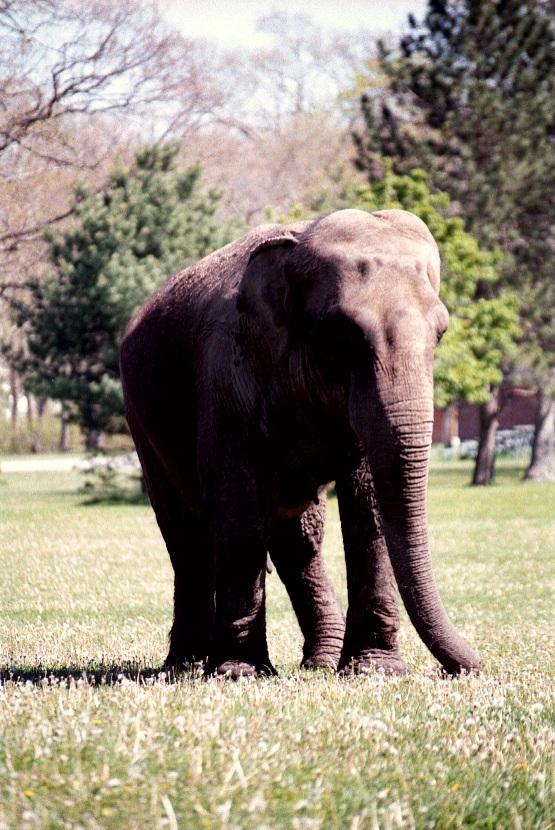 as01p075-Asian Elephant-on grass-by Sonrisa.jpg
