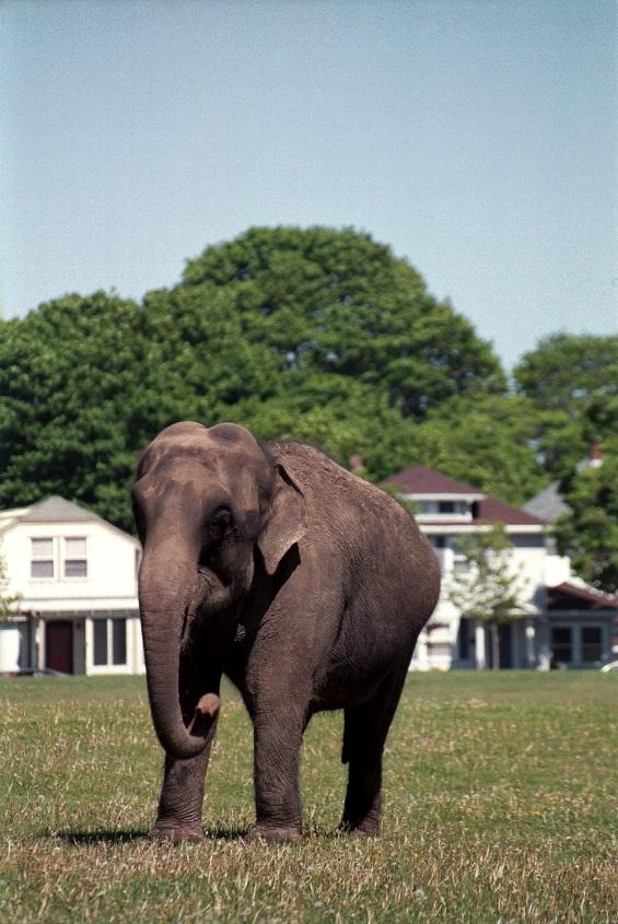 as01p076-Asian Elephant-on grass-by Sonrisa.jpg