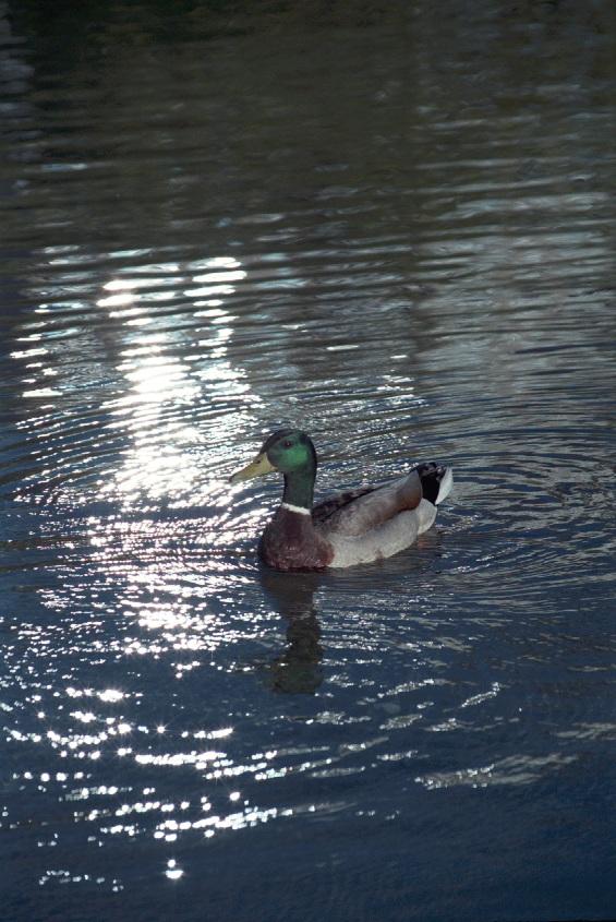 as01p078-Mallard Duck-floating on water-by Sonrisa.jpg