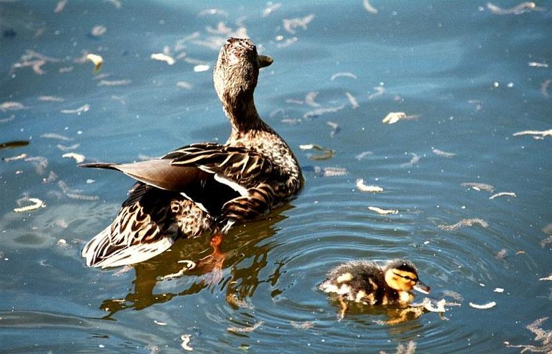 as01p079-Mallard Ducks-mom and young-by Sonrisa.jpg