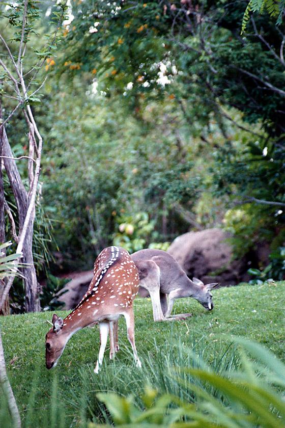 as01p081-Axis Deer-and-Kangaroo-by Sonrisa.jpg