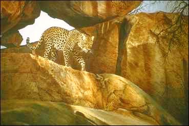 bild1-painting-African Leopard-by 2catz.jpg