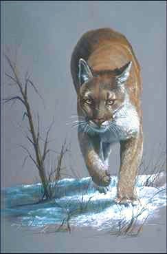 bild4-painting-Cougar-by 2catz.jpg