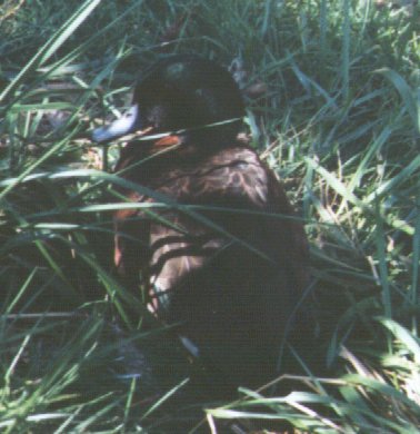 cbteal-Chestnut-breasted Teal-closeup in grass-by Dan Cowell.jpg